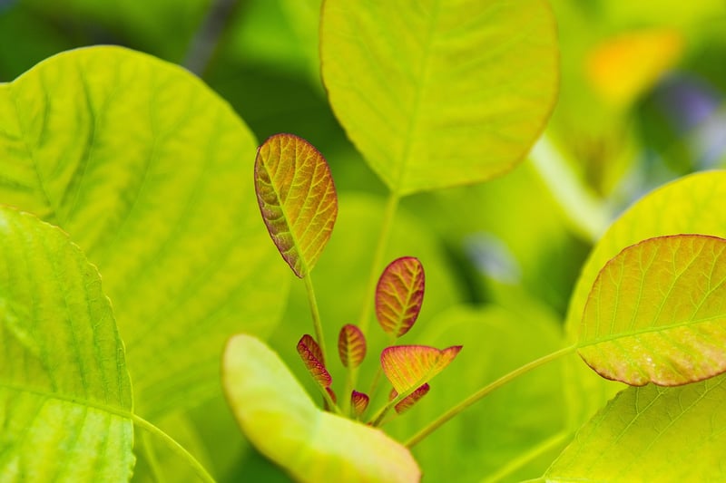 Healthy Plants